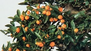 How to graft citrus and Kumquat [upl. by Hoseia]