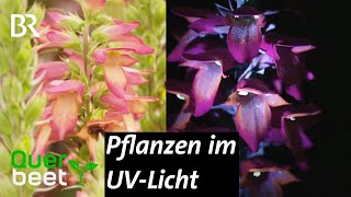 Pflanzen aus Insektensicht [upl. by Myriam]