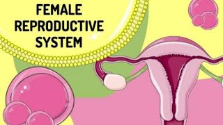 female reproductive system anatomy and physiology uterus ovaries [upl. by Babbie329]