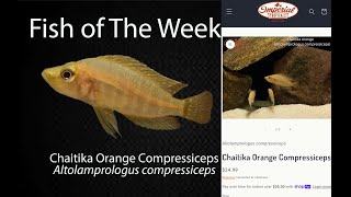 Chaitika Orange Compressiceps Altolamprologus compressiceps imperialtropicals fish fishaquarium [upl. by Susann]