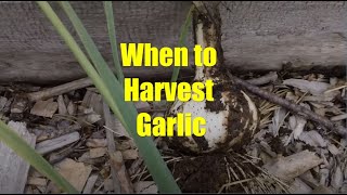 When to Harvest Garlic and How to Save Seed Stock [upl. by Gilda]