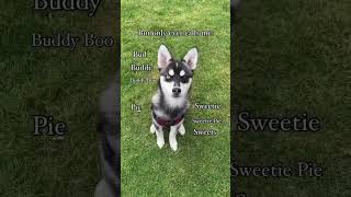 Pomsky Puppy doesn’t like to be called Sweetie husky minihusky [upl. by Tarrance]