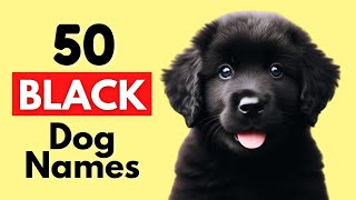 The Best Unique Black Dog Names With Meanings [upl. by Essie]