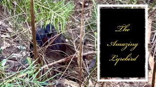 The Amazing Lyrebird [upl. by Dryfoos]