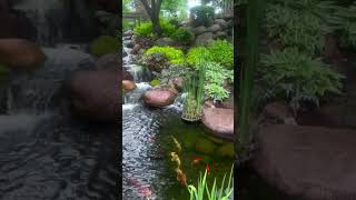 Beautiful Backyard Pond shorts [upl. by Gundry]