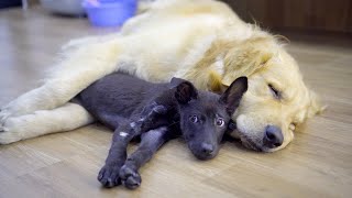 Gentle Golden Retriever Helps Scared Rescue Puppy Feel Safe Again [upl. by Gerick]