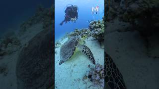 My Dive with a Beautiful Turtle 🐢🤿 scubadiving insta360 [upl. by Aliuqet]