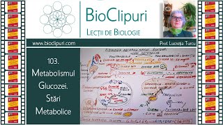 103 Metabolismul glucozei Stări metabolice Barrons [upl. by Nirrat]