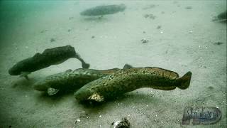 NeverBeforeSeen Burbot  Eelpout Underwater Spawning and Fishing [upl. by Ysteb355]