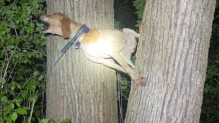 More coonhound adventures Female English coonhound tries to climb tree [upl. by Ater659]