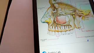 CONTENTS of pterygopalatine fossa THE MAXILLARY NERVE simple explanation part 1 [upl. by Reiners168]