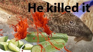 Pleco Destroys cucumber Timelapse The cucumber Killer [upl. by Jeavons328]