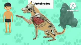 Vertebrados e invertebrados  video educativo [upl. by Ttik]