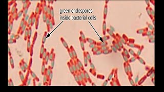 Micro Lab 5 Bacterial Structure Endospores Capsules and Flagella [upl. by Ettenel]