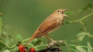 Nachtegaal  Common Nightingale singing [upl. by Grete]