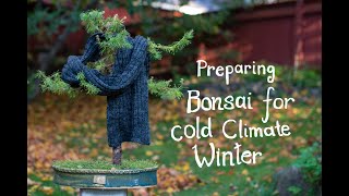 Preparing outdoor Bonsai for the Winter in a cold climate Finland Bonsaiwinter Coldclimatebonsai [upl. by Artemus]