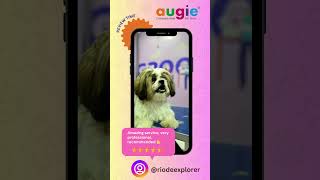 Pet Grooming Service In Bangalore  Pet Saloon Near Me  Professional Pet Groomers In Bangalore [upl. by Uriisa]