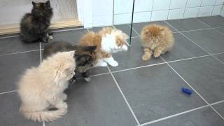 Persian kittens playing with bug [upl. by Caterina]