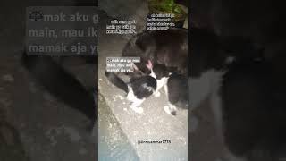 Black risih amp nasehatin kucil²nya pecintakucing kucinglucu shortvideo [upl. by Nairod]