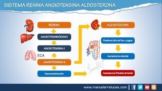 SISTEMA RENINA ANGIOTENSINA ALDOSTERONA  Morfofisiología [upl. by Beatrisa586]