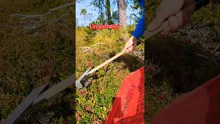 harvesting lingonberry cowberry vaccinium wildberry fruits [upl. by Magdalena386]