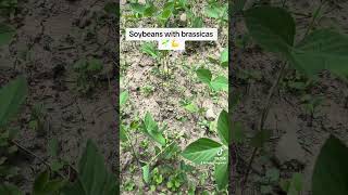 Soybeans topdressed with brassicas hunting outdoors indiana whitetail foodplot shorts [upl. by Nyrb120]