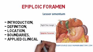 Epiploic foramen Easy notesanatomy [upl. by Julienne437]