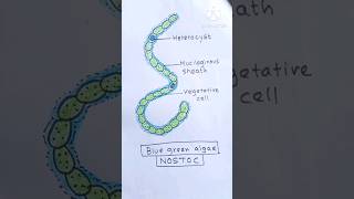 Nostoc blue green algae diagram। ।easy bacteria diagram youtubeshorts diagram [upl. by Alegnad274]