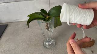 Do this to rootless orchids Revive them immediately [upl. by Ninazan]