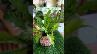 Indoor Plant Shop in Nagercoil arasargardens indoorplants orchids succulent terrariums [upl. by Hime101]