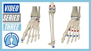 Lower Extremity Video Series Three Action Origin Insertion Innervation [upl. by Nyltiak]