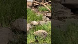 Hoary Marmot In Montana [upl. by Gwennie]