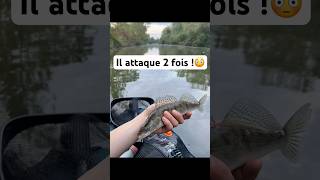 Sandre au canal fishing sandre fish zander [upl. by Soigroeg]