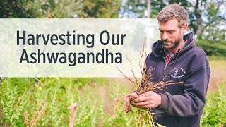 Ashwagandha Root  Growing amp Harvesting on Our Farm  Ayurvedic Herbs [upl. by Hulbig]