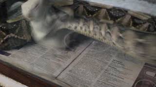 The Awesome Speed Of The Gaboon Viper [upl. by Cattier]