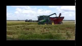 2014 Cutting Rice in south Louisiana [upl. by Duester123]