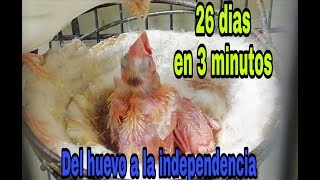 Evolución de las crías de canario 26 dias resumidos en 3 minutos [upl. by Chicky]