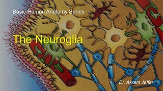 Neuroglia [upl. by Yrroc]