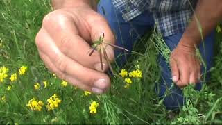 Plant ID Birdsfoot Trefoil [upl. by Burris]