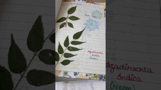 Herbarium file [upl. by Hainahpez]