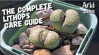 The complete guide to growing Lithops Lithops care [upl. by Kristi]