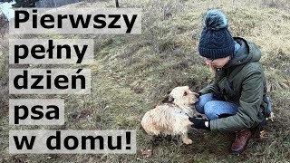 Pierwszy dzień po adopcji psa  jak zachowuje się Choco  Adopcja psa 7 [upl. by Augie]