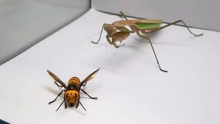 Praying Mantis vs Murder Hornet [upl. by Elyc]