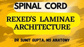 SPINAL CORD  REXED LAMINAR ARCHITECTURE [upl. by Still3]