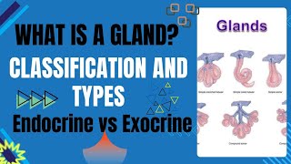 Glands  What are Glands  Types of Glands  Exocrine Endocrine glands  Heterocrine Glands [upl. by Fortunio]