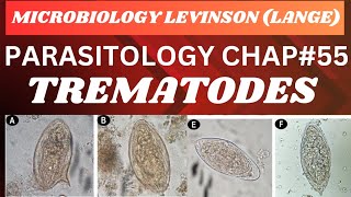 Trematodes Flukes Parasitology Microbiology complete lecture mbbs microbiology [upl. by Annal]