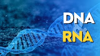 Palestra 12  DNA amp RNA [upl. by Assirec]