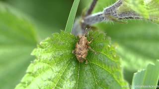 Eichelbohrer Rüsselkäfer Curculio venosus [upl. by Kehsihba]