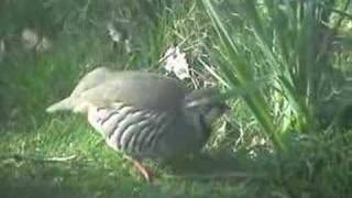 Redlegged Partridge Alectoris rufa [upl. by Stinson]