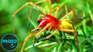 Top 10 Most Venomous Spiders On Earth [upl. by Ssitnerp]